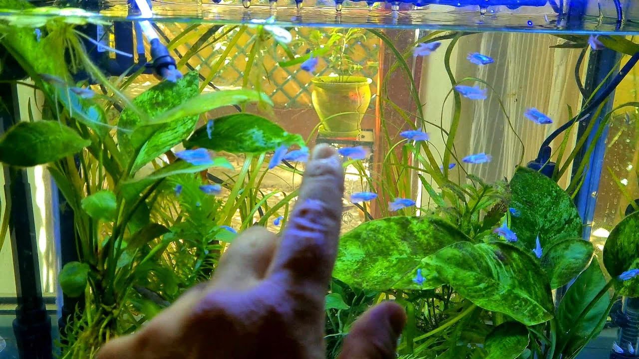 Cu substrat sau fără? Creșterea puilor peștilor Betta Splendens