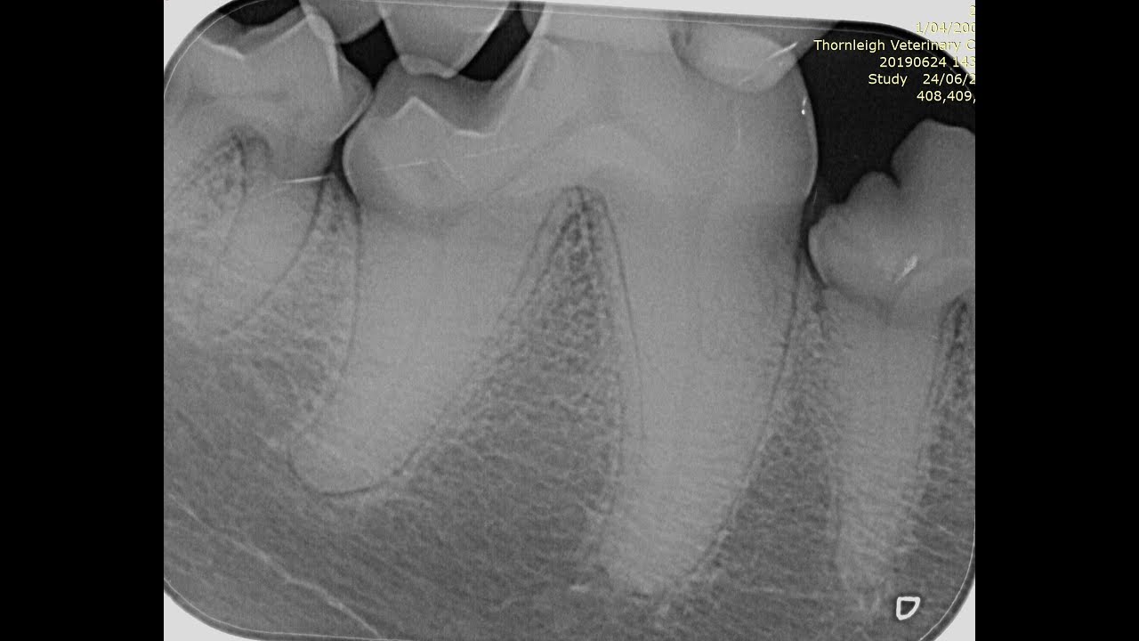 Pet dentistry - what does it involve?