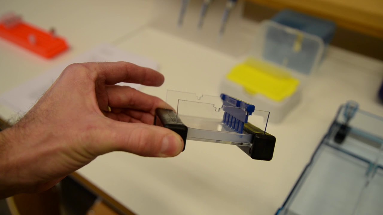Bi1 Laboration Gelelektrofores