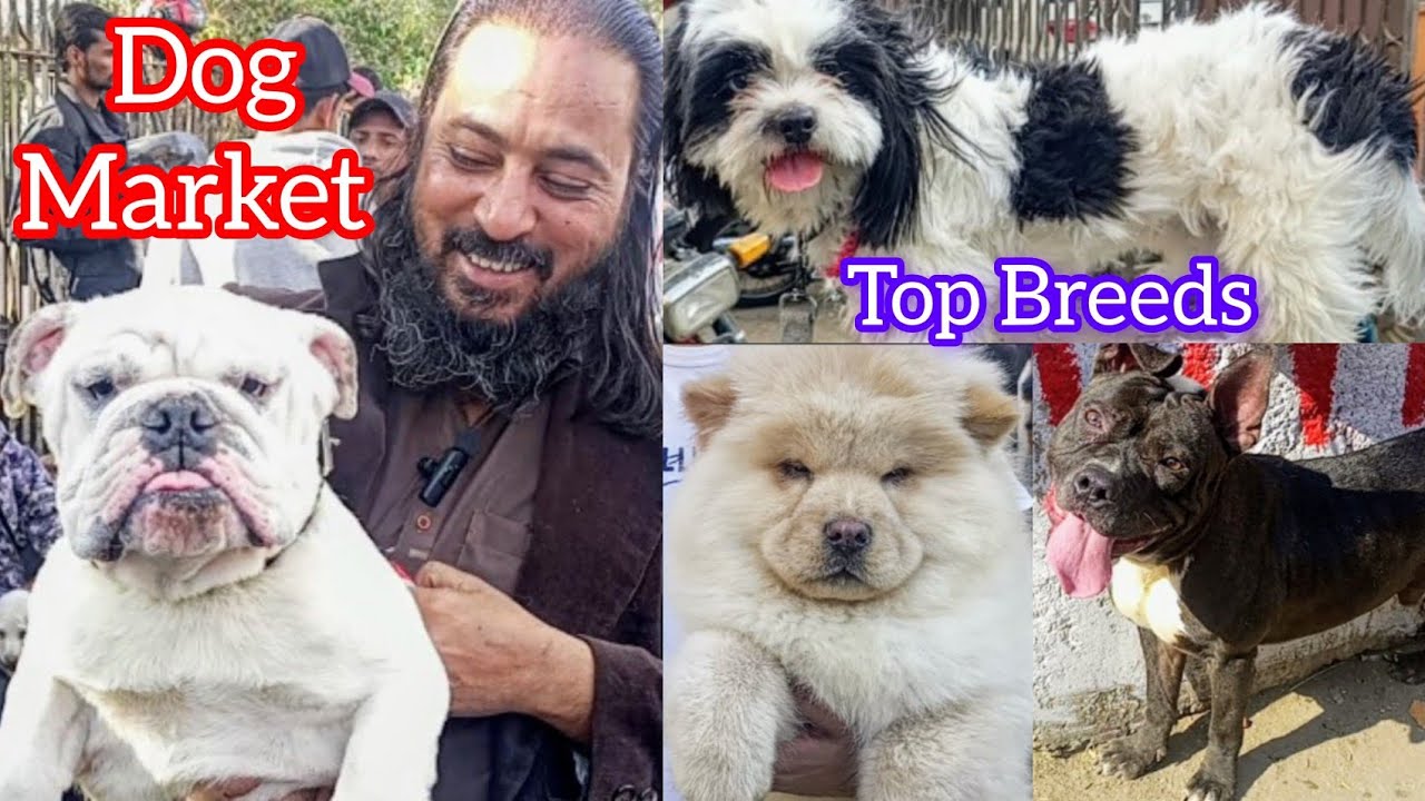 Sunday Saddar Dogs Market Karachi Pakistan | Dogs ki Mandi | Chow Chow | German Shepherd | 19 Jan 24