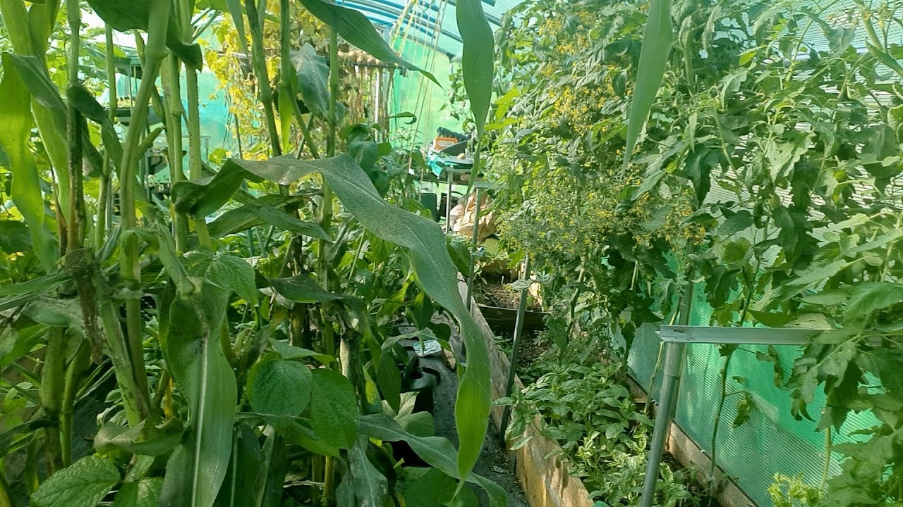 2021-08-24 - Irrigatia SOL-C24 Polytunnel Irrigation