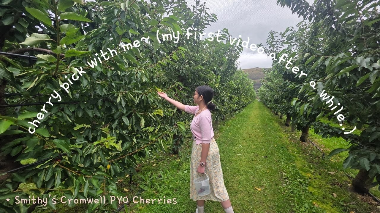 going cherry picking on a chill weekend 🍒