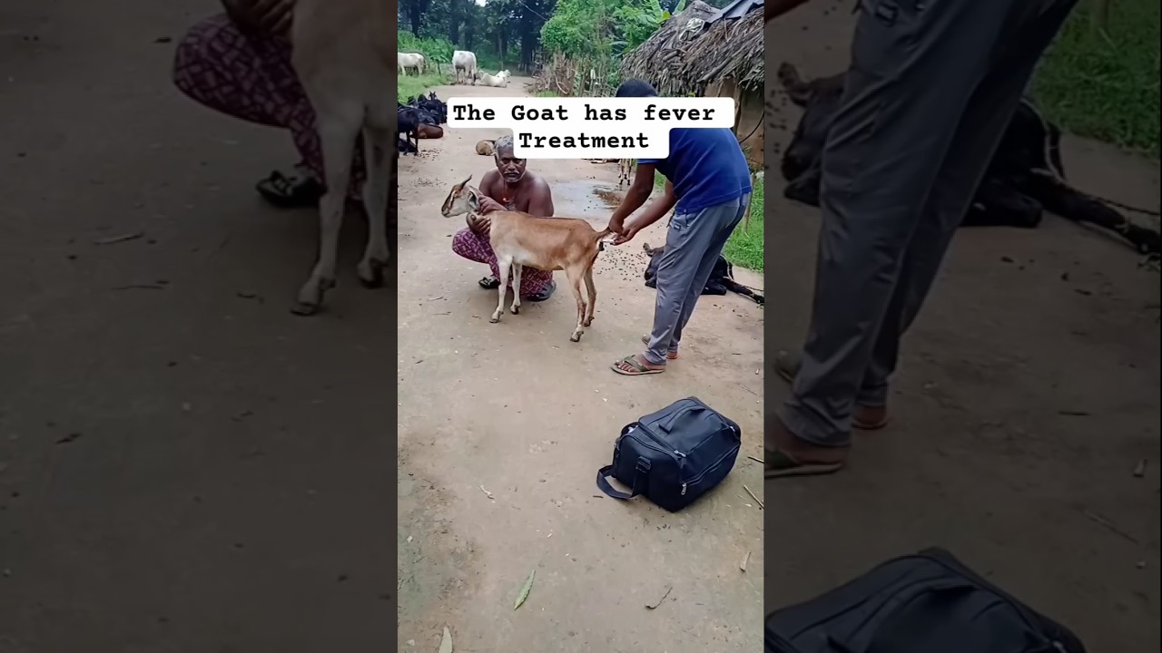 The Goat is suffering from fever. #shorts #girishpradhan #shortsfeed #shortsvideo #goat #veterynary