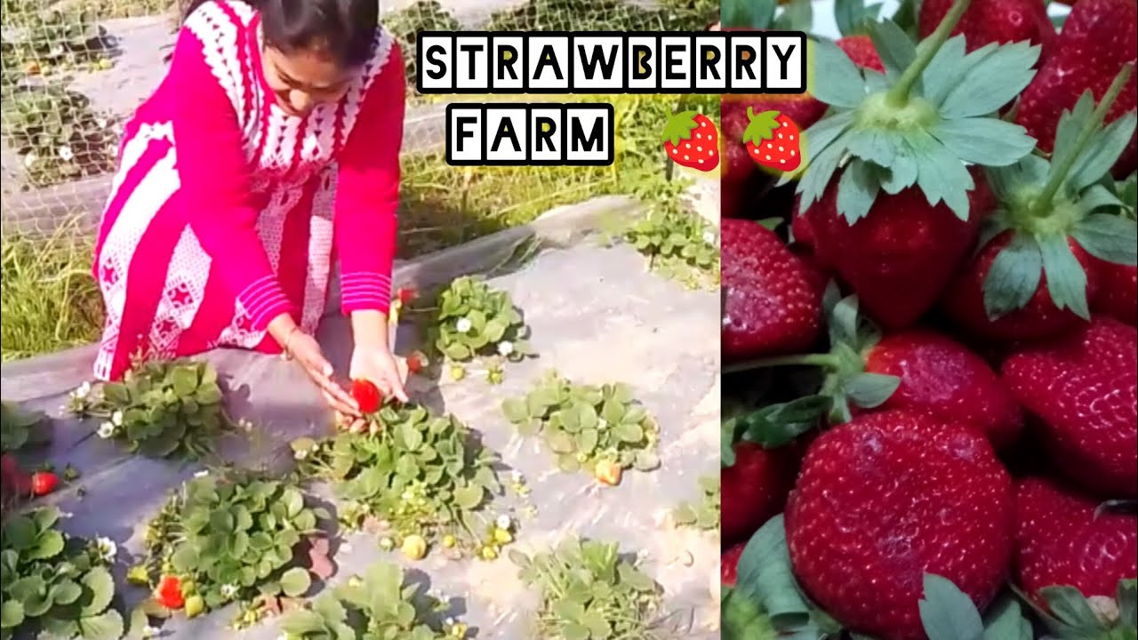 Strawberry farm 🍓 | lots of fresh strawberries| स्ट्रॉबेरी फॉर्म| how to grow strawberri 