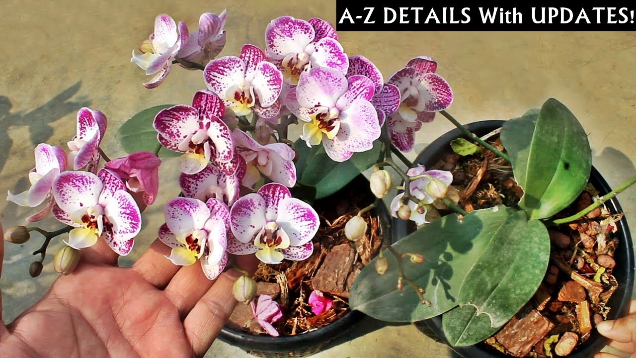 Know How To Grow & Care For Orchids At Home EASILY [Beginners Friendly]