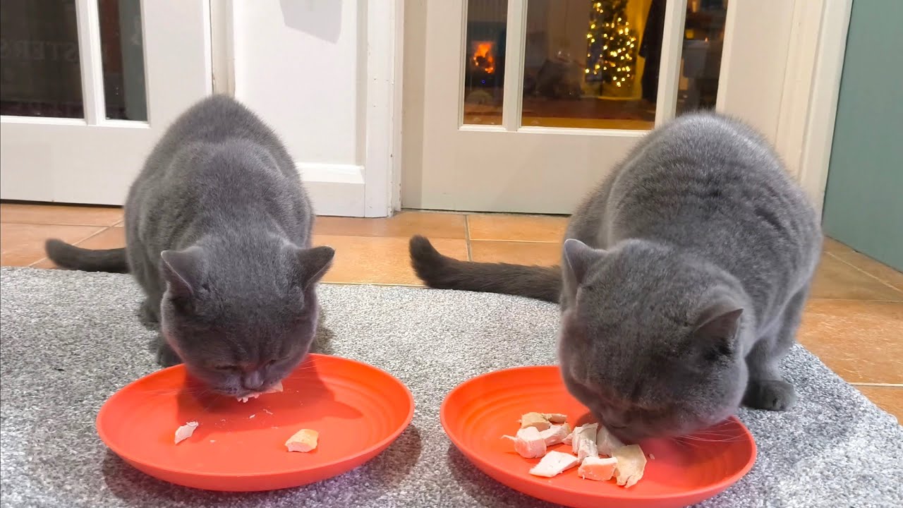 Christmas Dinner for the British Shorthair Boys