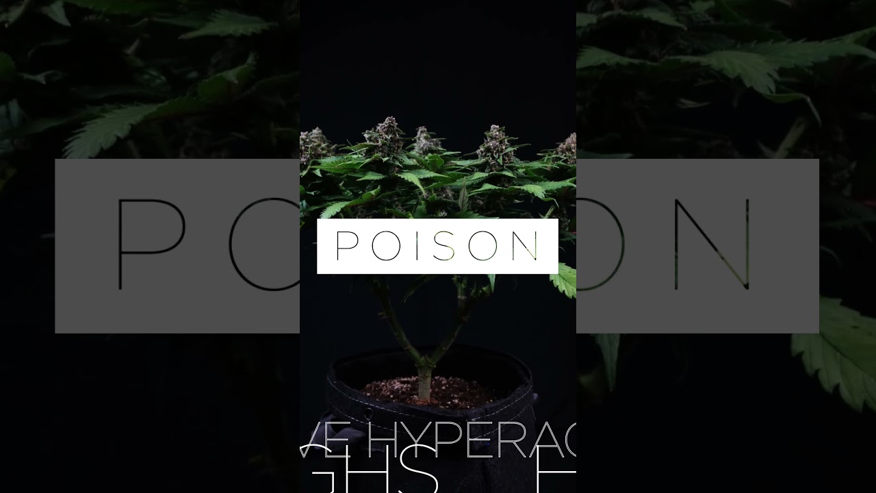 Tropicanna Poison F1 Fast Version by Sweet Seeds #shorts