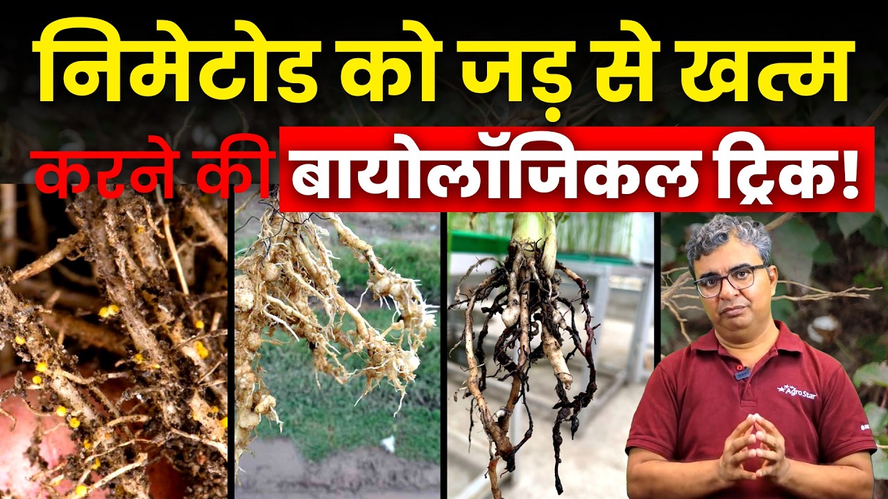 🌿 Soil Nematode Control: फसल को जड़ से बचाने की बायोलॉजिकल तकनीक | Crop Protection Tips | AgroStar