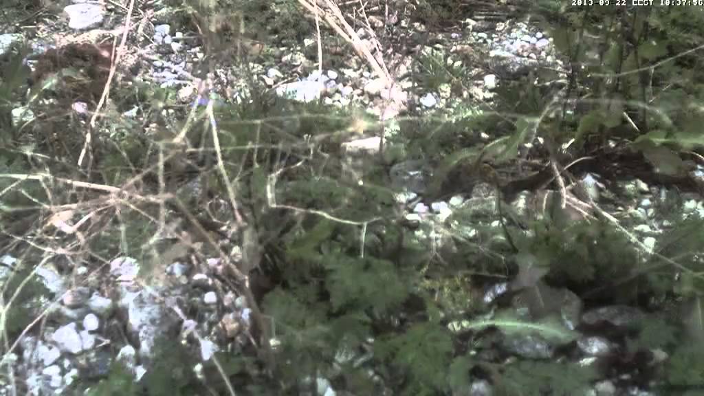 Hyljes 2013 09 22 09h33m Crow call