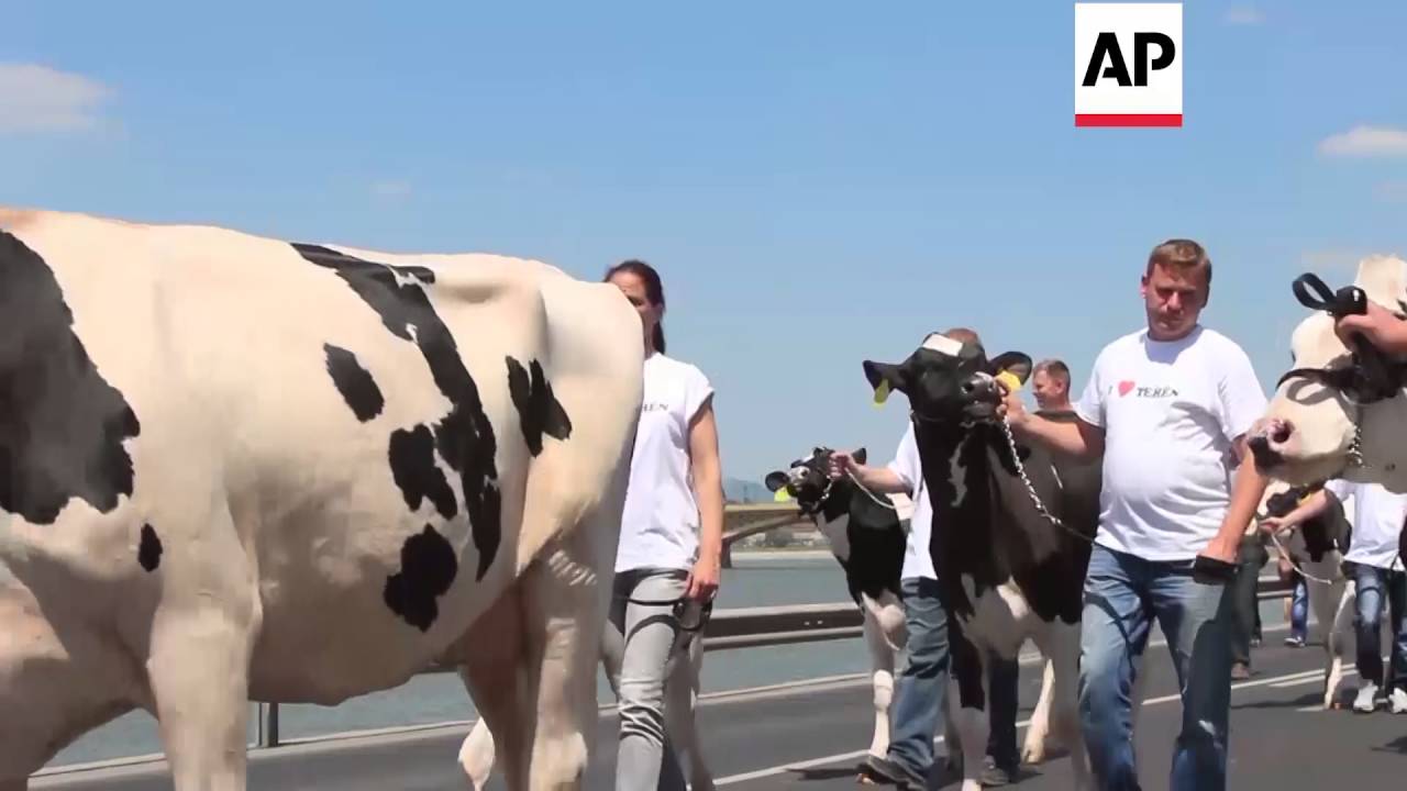 Hungary - Cows herded to Prime Minister's office in dairy demo | Editor's Pick | 23 May 16