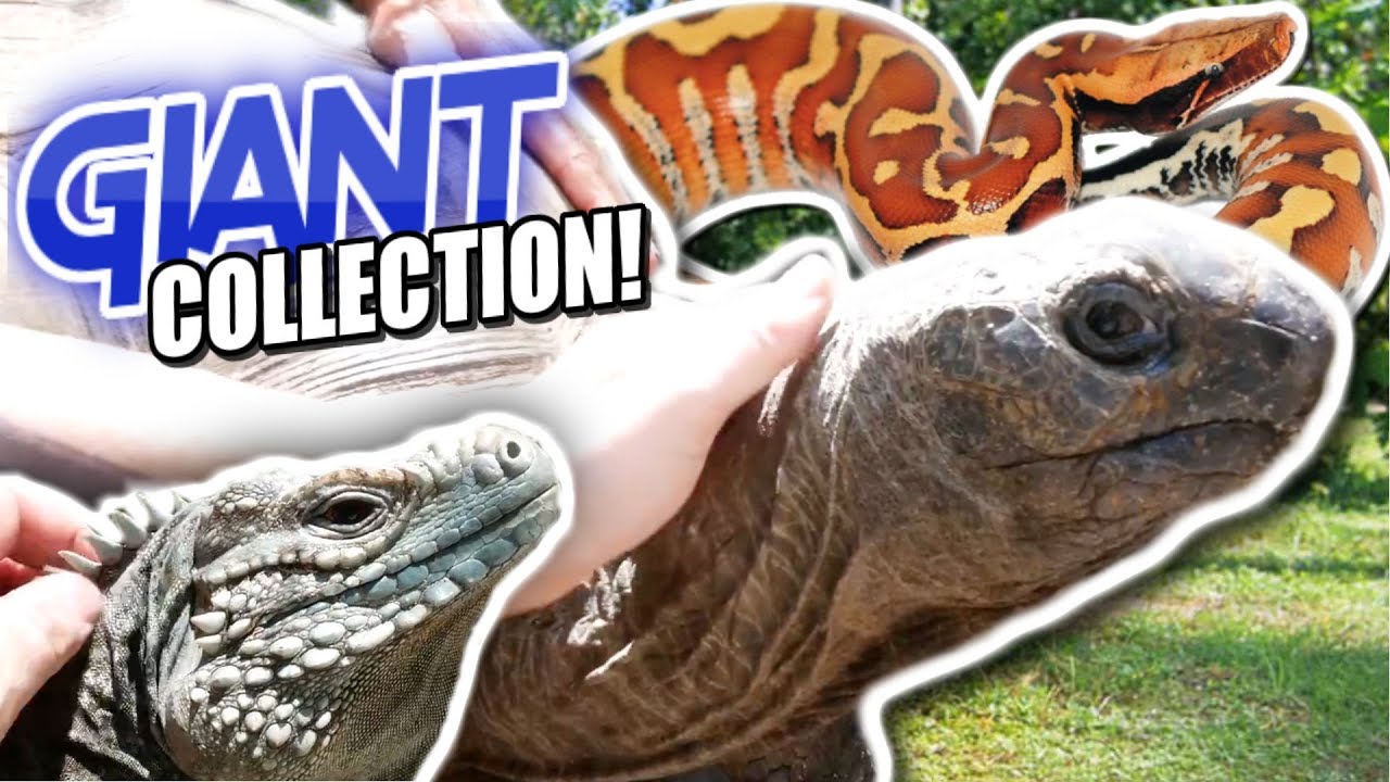 GIANT REPTILE COLLECTION! SNAKES, TORTOISES AND LIZARDS! Brian Barczyk