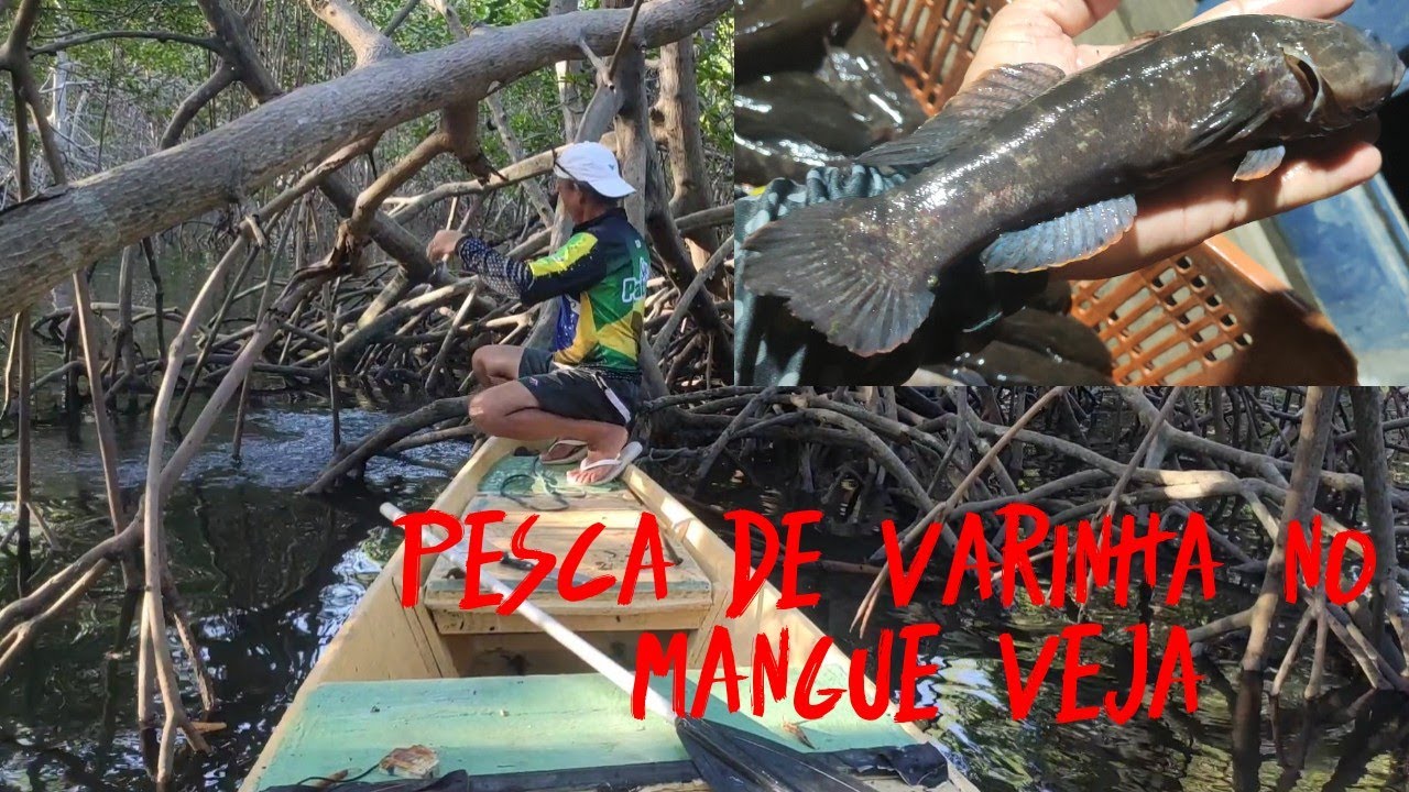 PESCA DE VARA NO MANGUE DEU BOM,MUITA DIVERS&Atilde;O.
