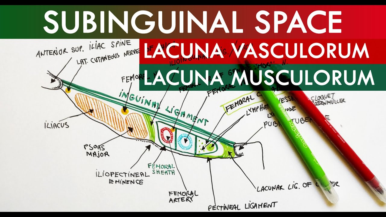 The Subinguinal Space - Lacuna Vasorum & Lacuna Musculorum | Anatomy Tutorial