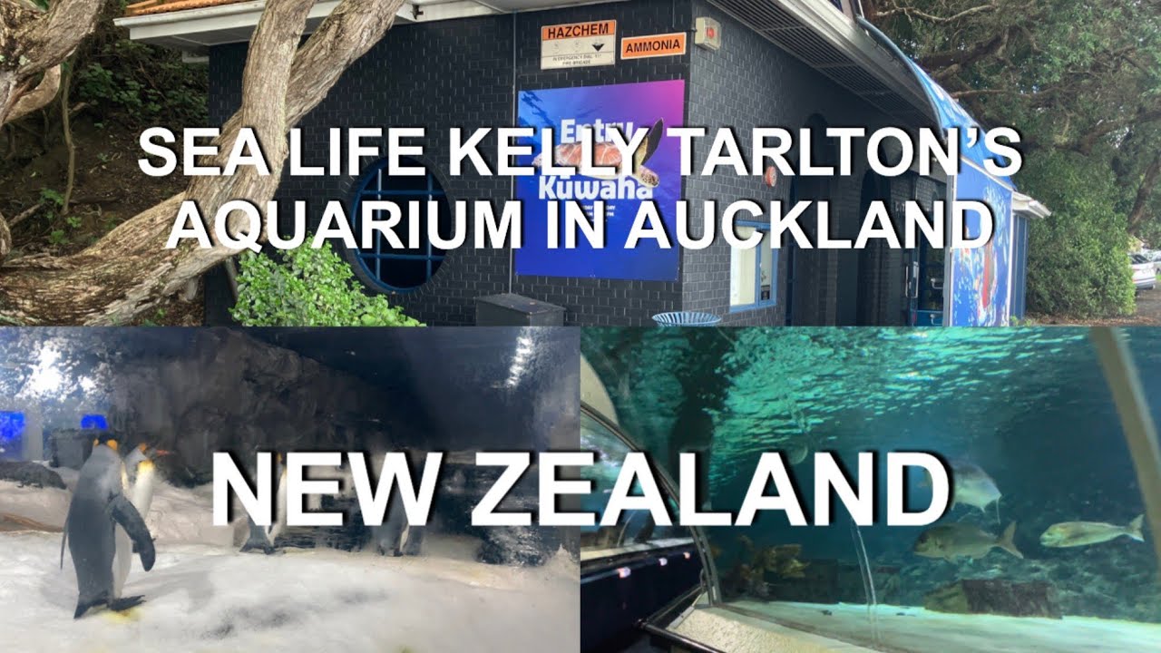 Sea Life Kelly Tarlton’s Aquarium in Auckland | 4K | Auckland | North Island | New Zealand
