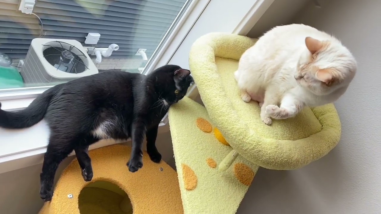 Peaceful Weekend Playtime: Cleo & HeiHei 🤗 #catvideos #blackcat #cutecat #catlove 