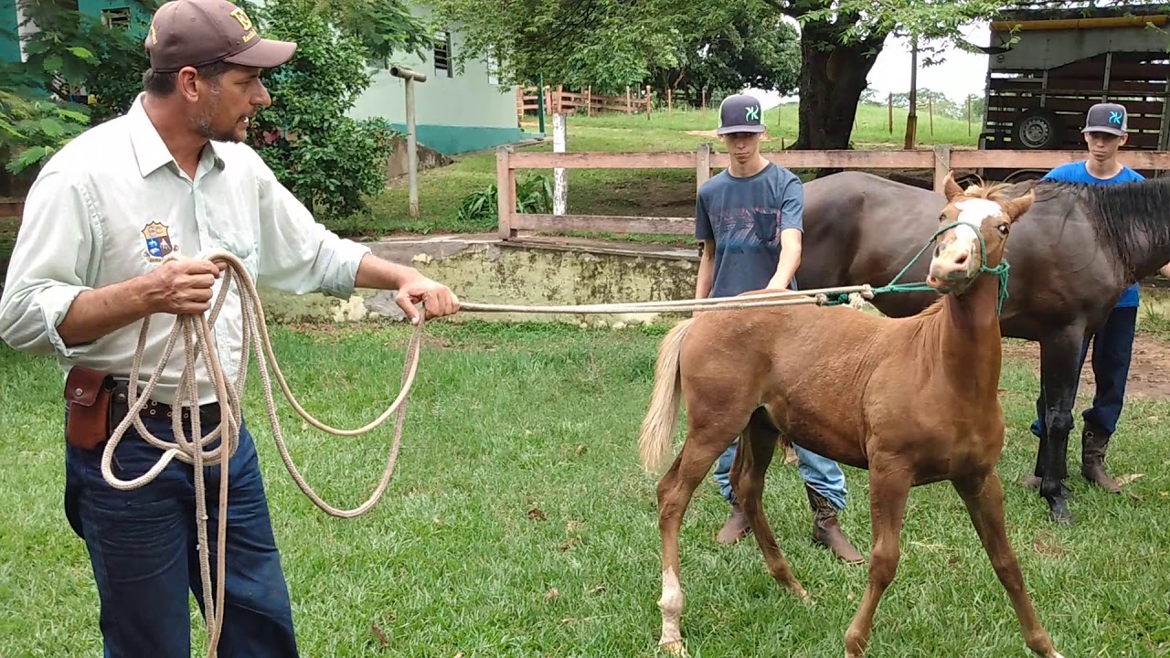 Ensinando o potro ser cabresteado