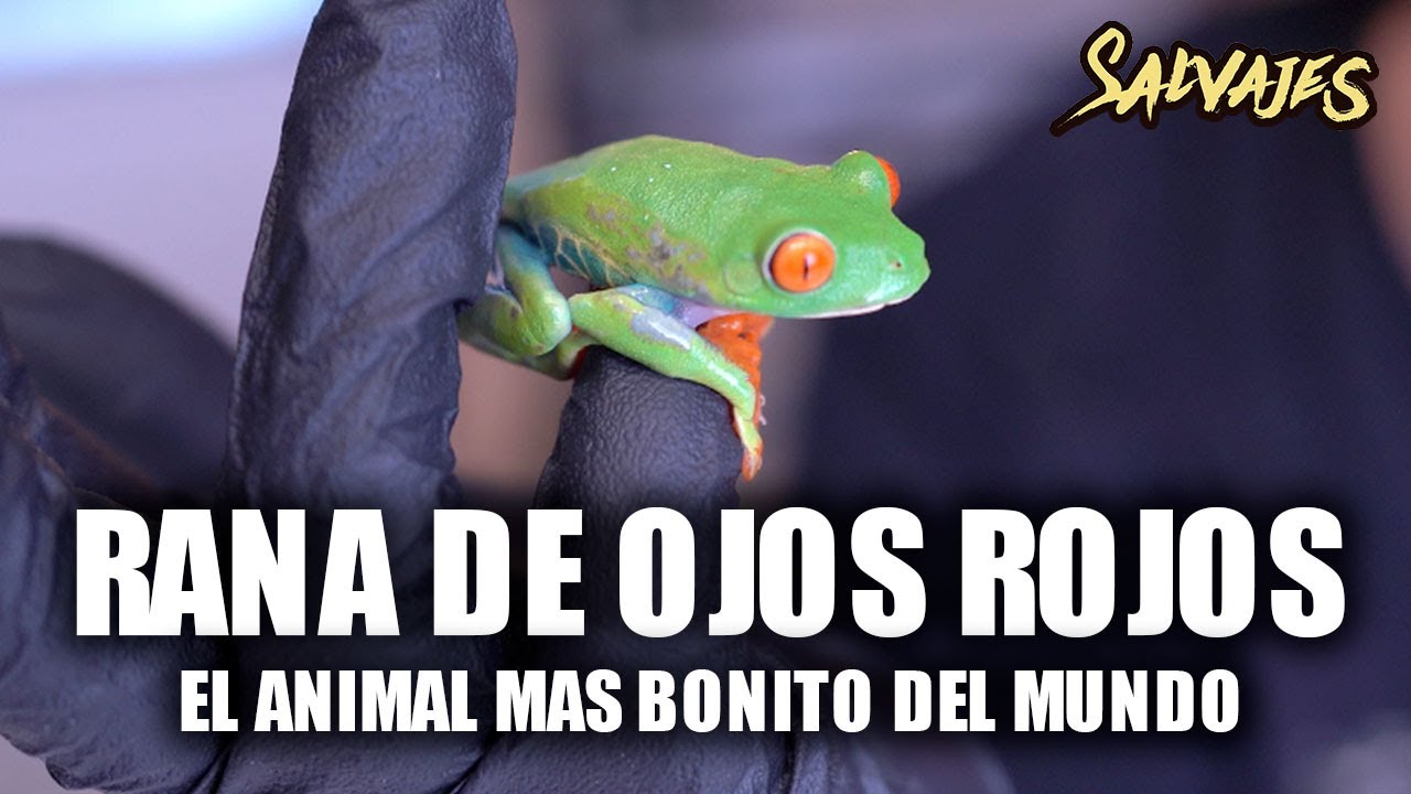 🐸  Rana de OJOS ROJOS · Agalychnis callidryas || Salvajes