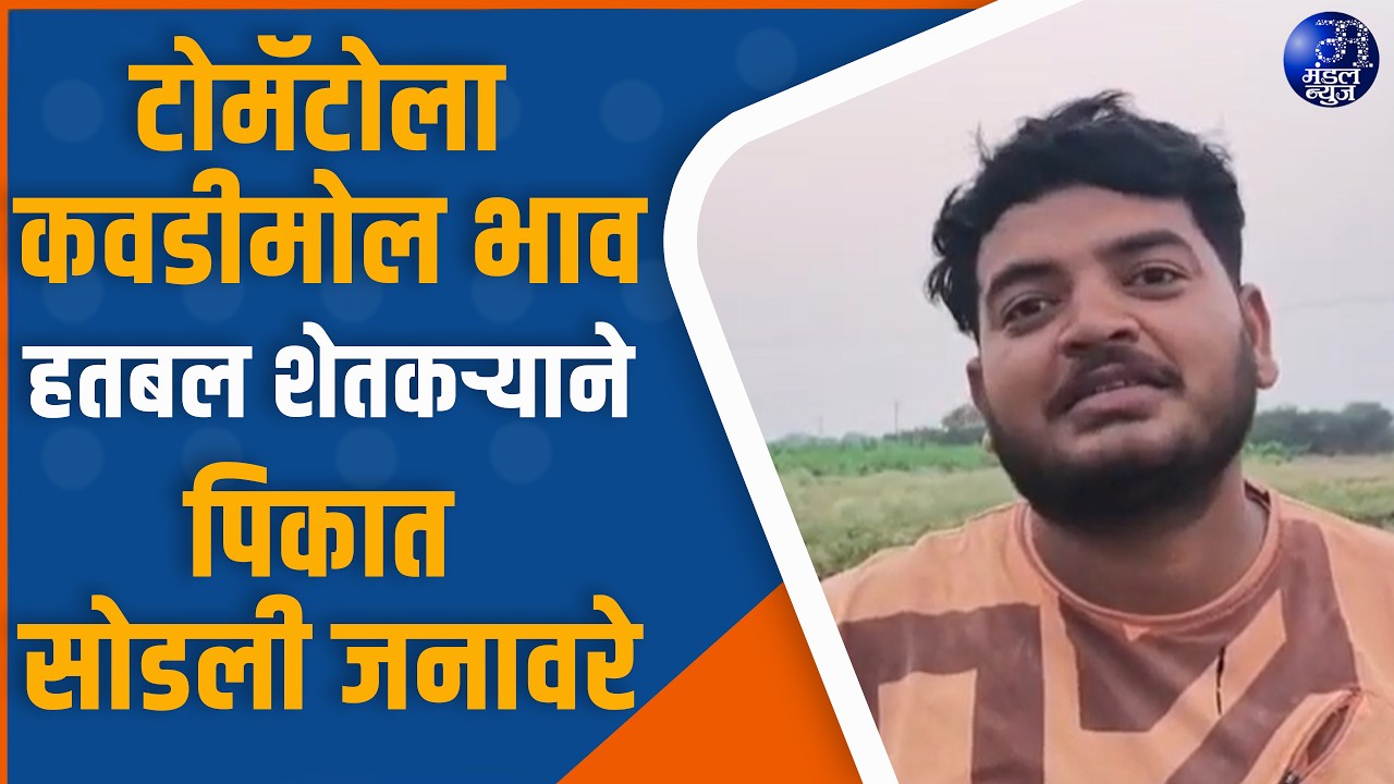 टोमॅटोला कवडीमोल भाव; हतबल शेतकऱ्याने पिकात सोडली जनावरे #NandedNews #TomatoPriceDrop