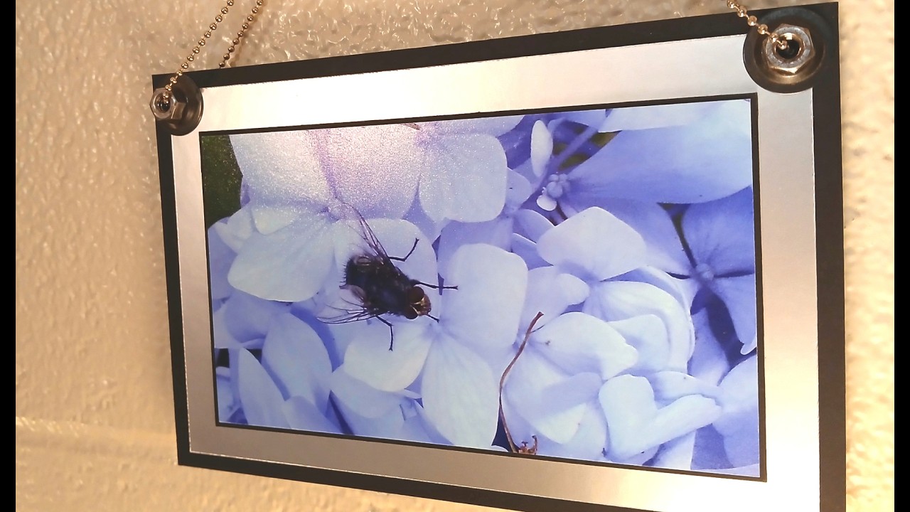 Original Photographic Frame -- Fly on a Hydrangea, now a Silver Fly on the Wall -- No. 3 in a series