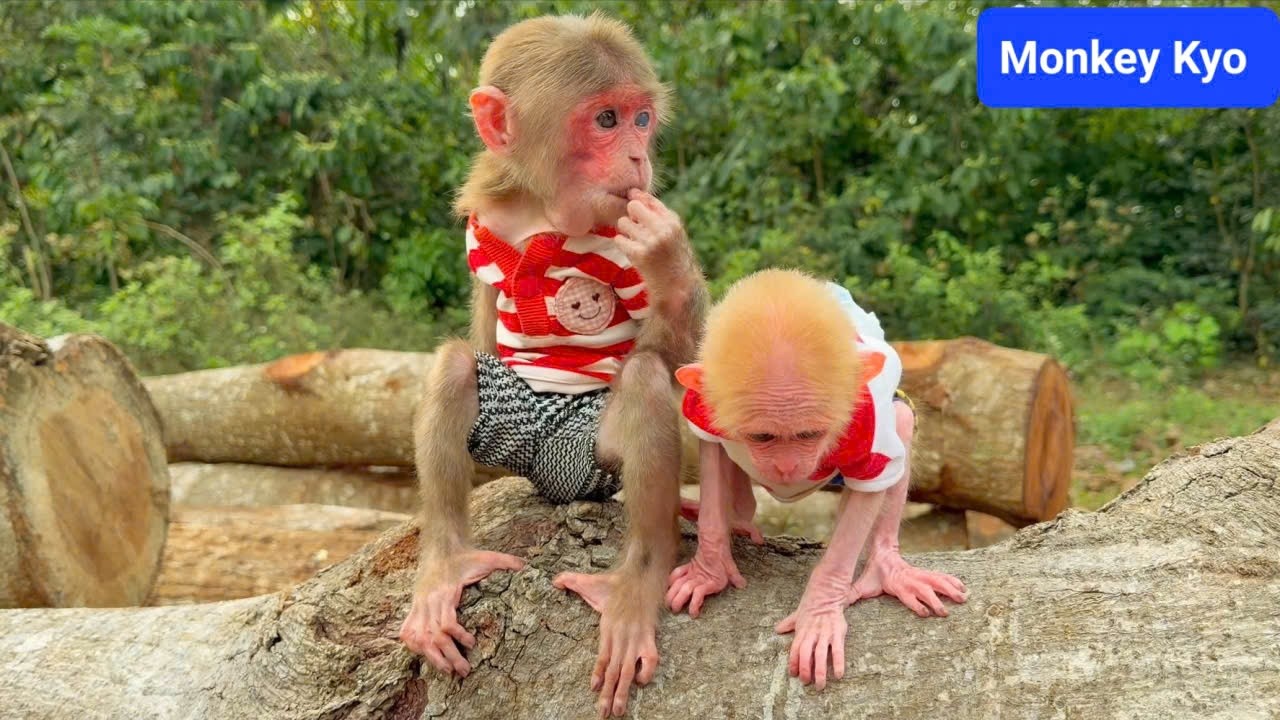 Monkey Kyo and BuNa’s exciting wild adventure!