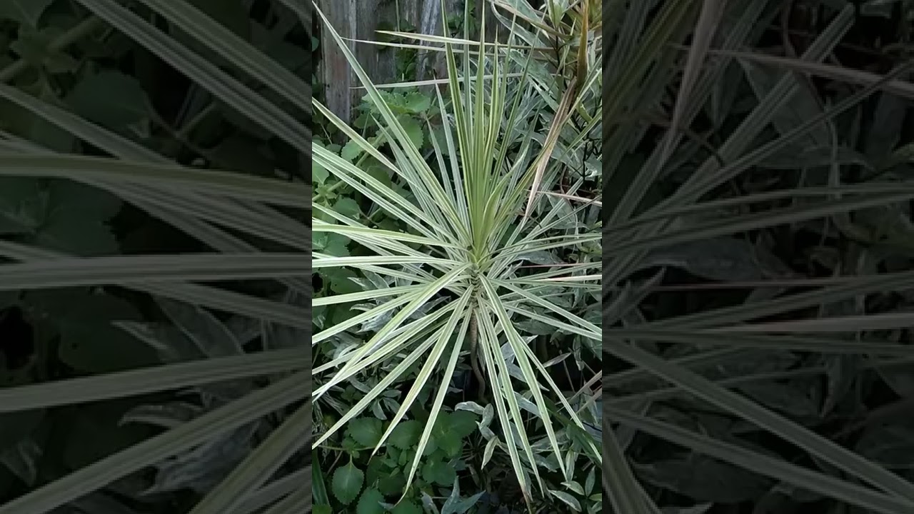 dracaena variety #80