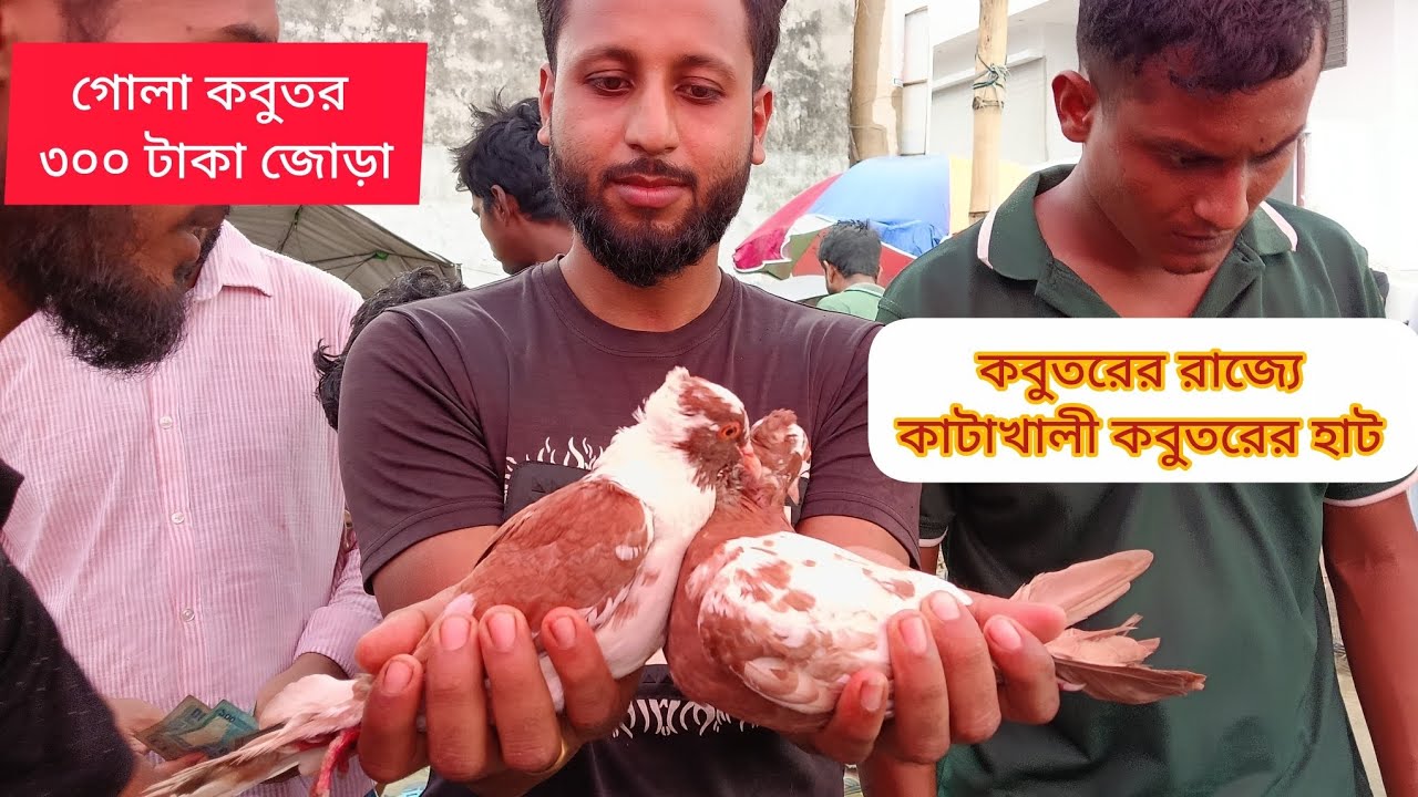 কিছু কিছু কবুতর🕊️ দেখলে মনে হয় কিনে নিয়ে চলে আসি🕊️#rajshahi #pigeon #giribazpigeon 