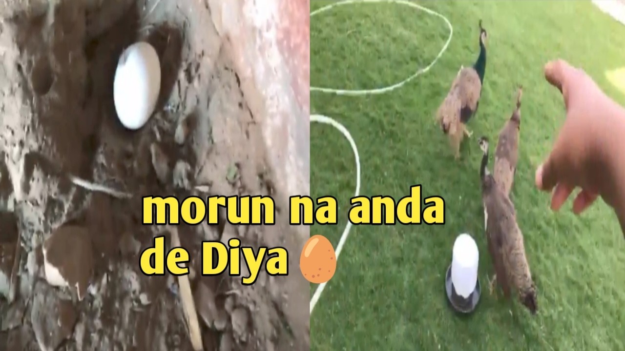 Morun ande de Diya 🥚😀