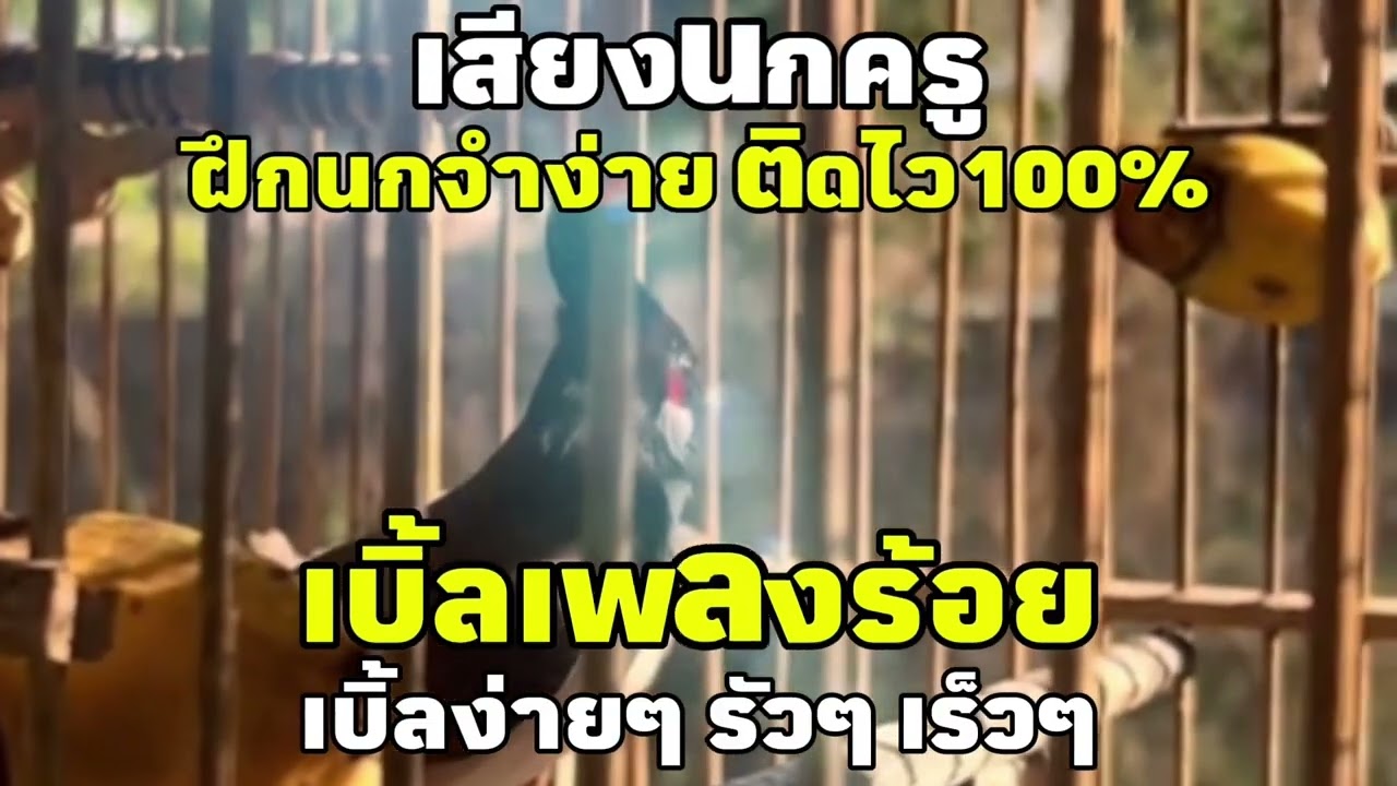 เสียงนกกรงหัวจุก เบิ้ลเพลงร้อย เบิ้ลง่ายๆรัวๆเร็วๆ ฝึกนกจำง่าย100% #เสียงนกครู #นกเบิ้ลอาชีพ