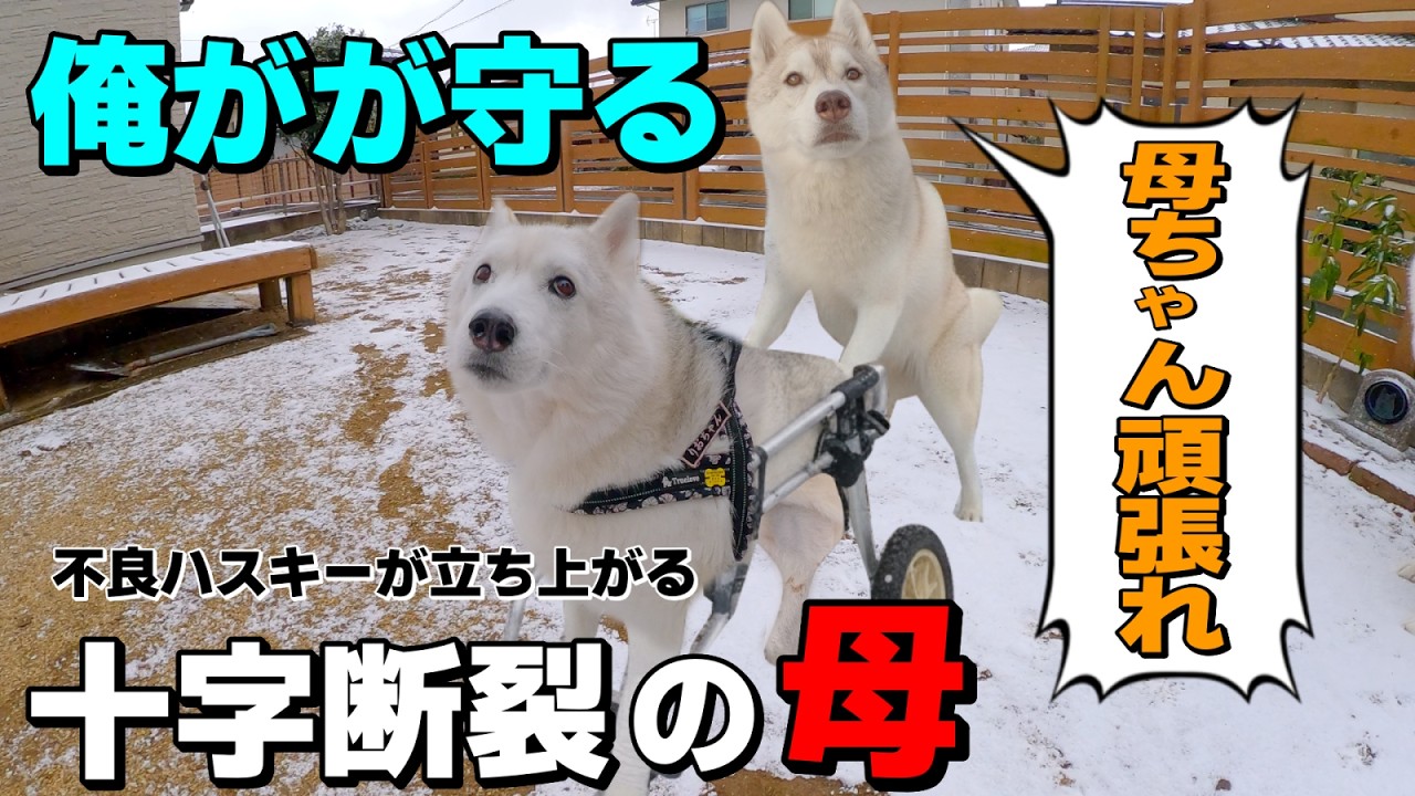 【魂の叫び】不良ハスキー蓮！日々成長しています