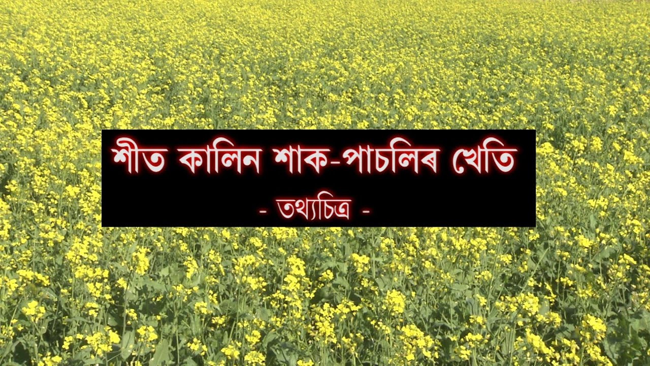 শীত কালিন শাক-পাচলিৰ খেতি l l তথ্যচিত্ৰ l l DDK Dibrugarh Presents