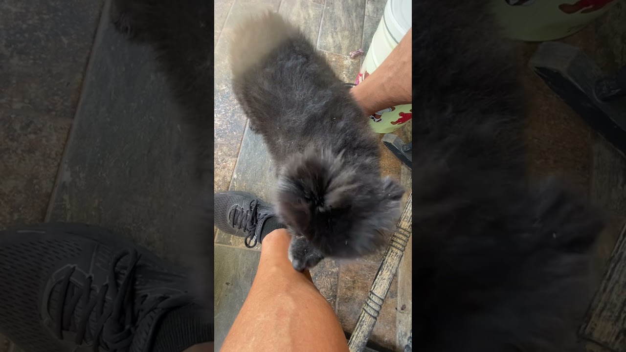 Smokey Dog licking for over 6 minutes