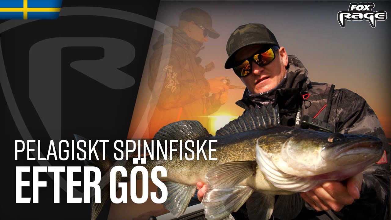 Pelagiskt spinnfiske efter Gös