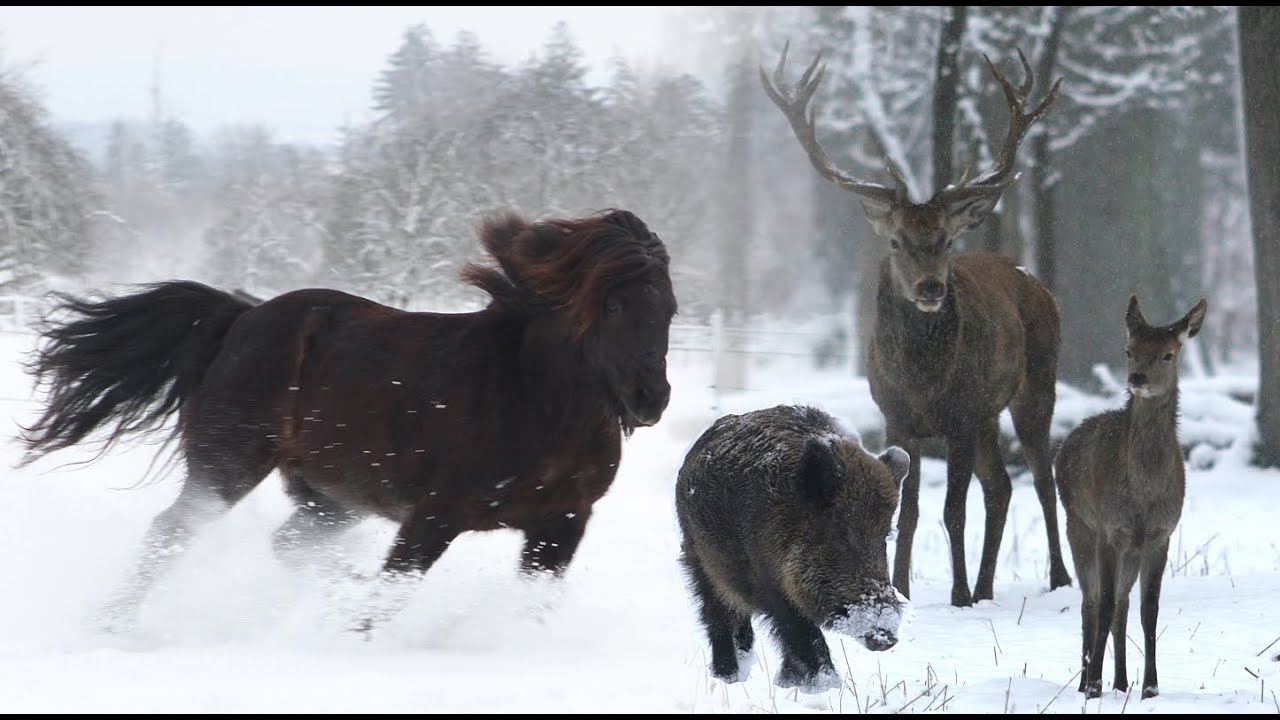 Tiere im Schnee, richtiger Winter; animals in the snow, true winter