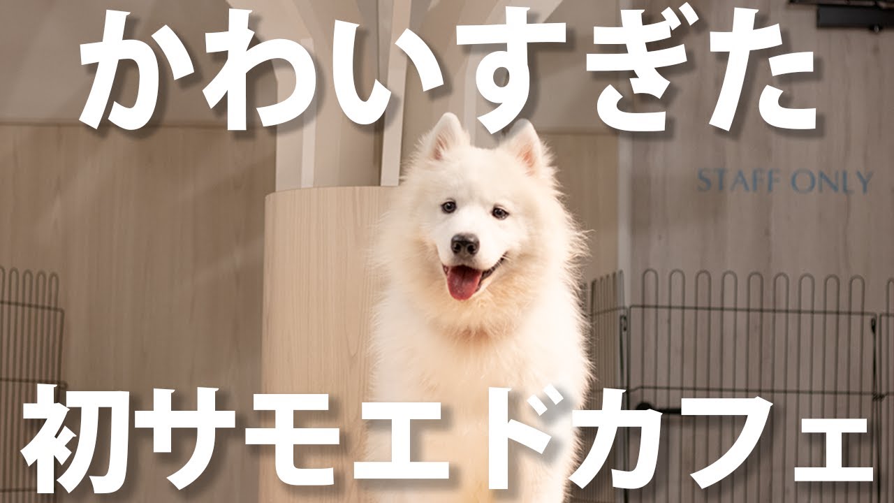 初サモエドカフェに行ったら癒ししかなかった｜犬カフェ｜サモエド｜大阪北堀江