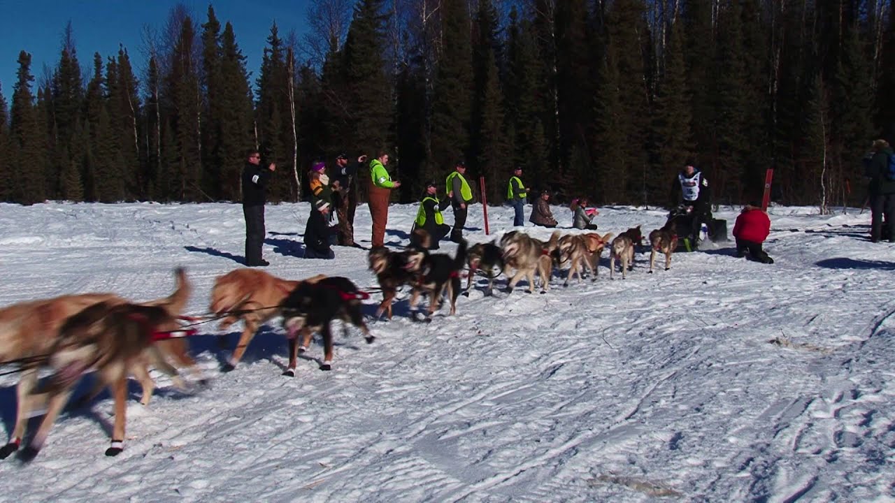 2016 Iditarod Dogsled Race To Nome Alaska - 2016 Iditarod Dogsled Race Dallas Seavey