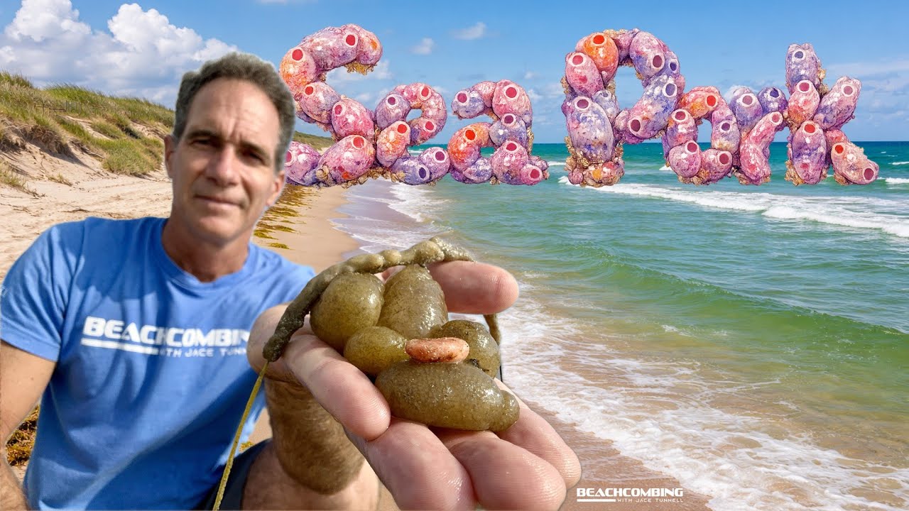 Beachcombing - Sea Pork