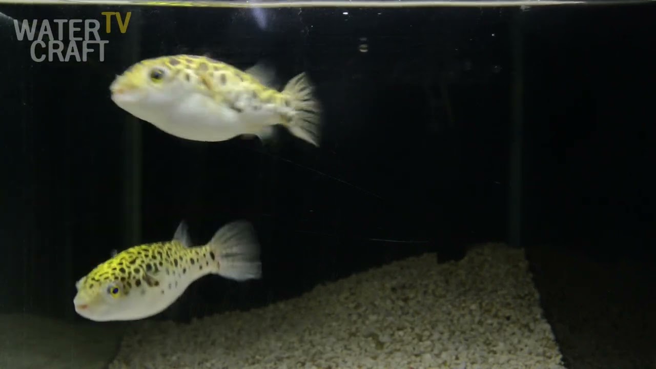 어항 속의 초록 귀염둥이 초록복어 생태와 사육_Tetraodon nigroviridis