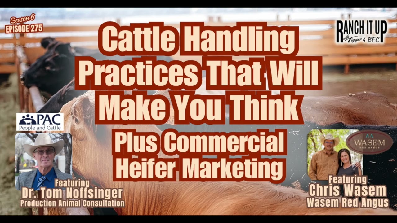 Cattle Handling Practices Protecting People and Livestock & Commercial Heifer Marketing