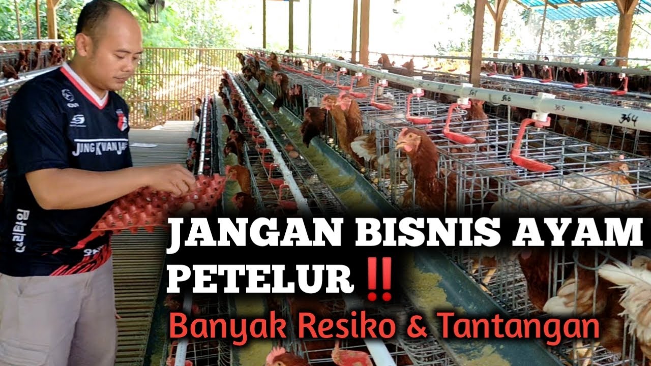 JANGAN AMBIL RESIKO BUKA USAHA AYAM PETELUR‼️
