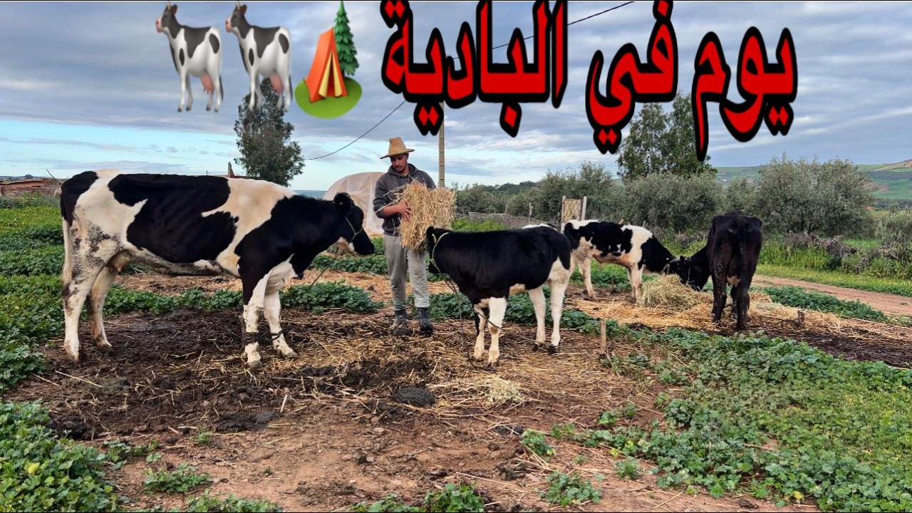 يوم من العمل الشاق في البادية مع الأبقار و الديك الرومي و الوز و البط و الدجاج أجواء رائعة