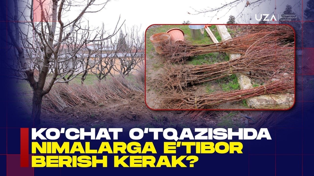 Mevali ko‘chatni qanday tanlash kerak?