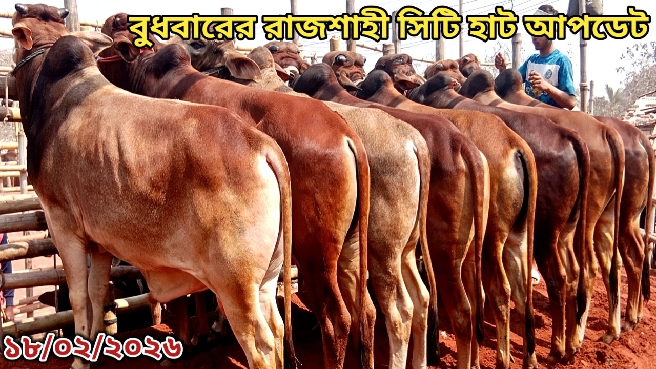 বুধবারের রাজশাহী  সিটি হাট আপডেট ।।১৮/০২/২০২৬
