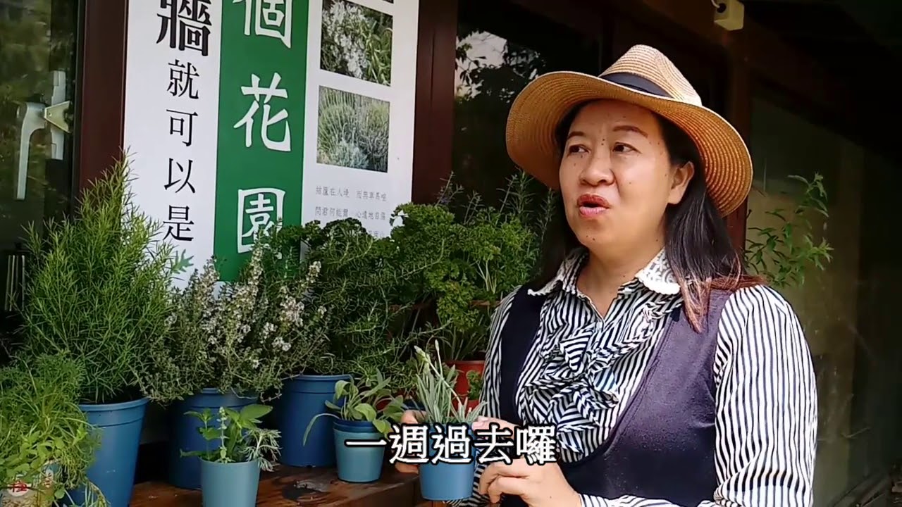 香草扦插~親水及耐旱香草示範