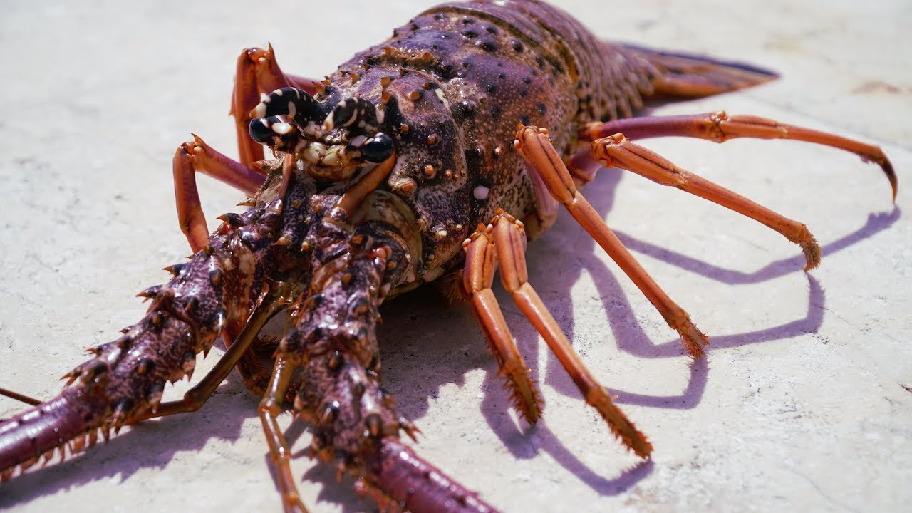 EATING a RARE Purple Lobster...