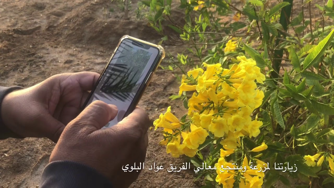 زيارتنا لمزرعة ومنتجع معالي الفريق عواد البلوي بقرية المليليح في المدينة المنورة