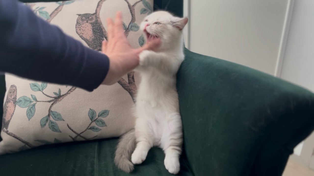 귀여움과 까칠함 사이, 우리 집 고양이|From Sweet to Savage in One Day
