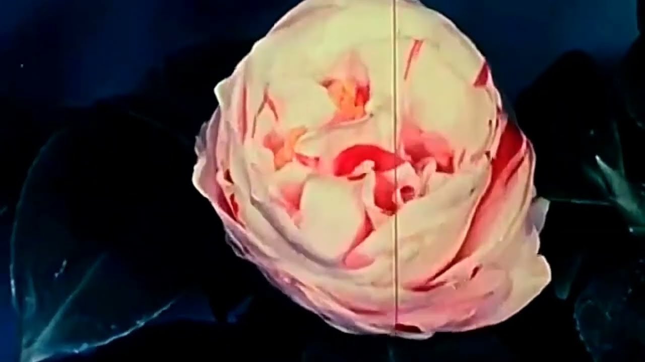 [FREE] $UICIDEBOY$ TYPE BEAT ''THE ROSES I GIVE YOU''