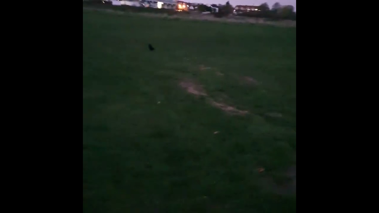 Crows recognise me after 6ish months