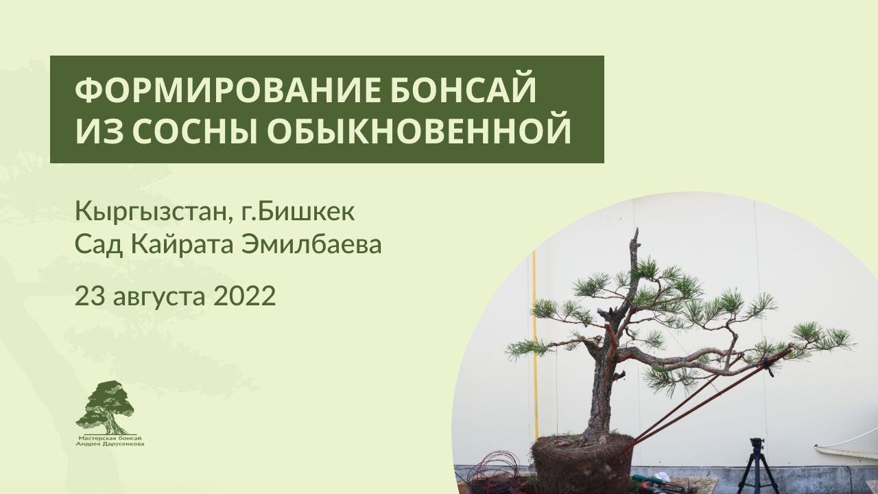 Формирование бонсай из сосны