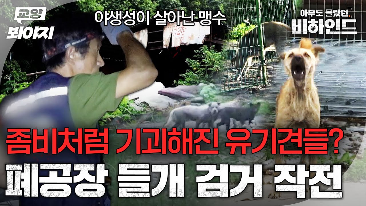＂남김없이 다 잡아먹었어＂ 시골 폐허를 점령한 20마리의 섬뜩한 들개 무리ㅣ아무도 몰랐던, 비하인드｜JTBC 250729 방송